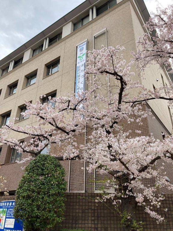 高津区役所の桜